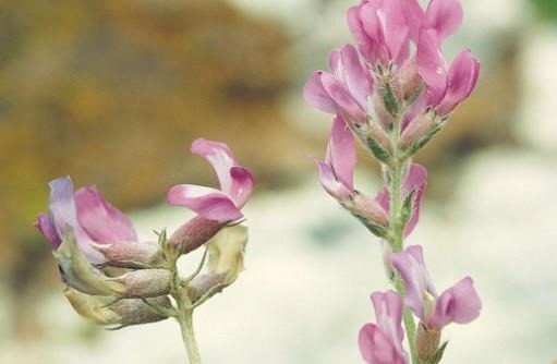 Figure 1. Astragalus genus (left) with blunt keel petal and Oxytropis genus (right) with pointed keel petal. Courtesy: SDSU Extension © 2016, South Dakota Board of Regents.